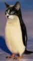 Avatar de pingouin